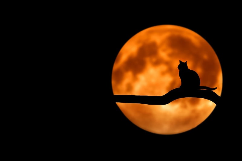 Moonlit Night